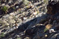 31-encountered_bighorn_sheep