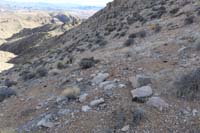 44-passed_through_bed_down_area_for_bighorn_sheep_while_decending_from_peak
