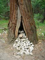 69-wow_that_tree_really_had_to_go