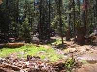 25-very_pretty_forest_scenery_at_high_elevation_near_Glacier_Point