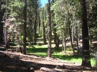 26-very_pretty_forest_scenery_at_high_elevation_near_Glacier_Point