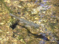 25-only_fish_I_saw_on_trip_while_soaking_my_feet_in_creek
