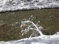 45-one_of_many_snowy_covered_trees_falling_over