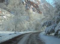 56-very_snowy_trees