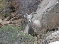 14-zoomed_view_of_bighorn_sheep_looking_at_me