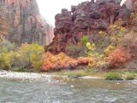 18-Fall_colors_along_river_at_Temple_of_Sinawava