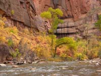 25-Fall_colors_along_river_at_Temple_of_Sinawava