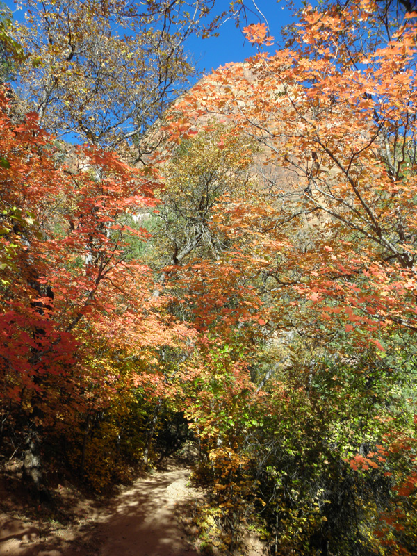 03-fall_colors_along_Lower_Emerald_Pools_trail