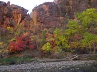 16-fall_colors_at_Temple_of_Sinawava_along_Virgin_River