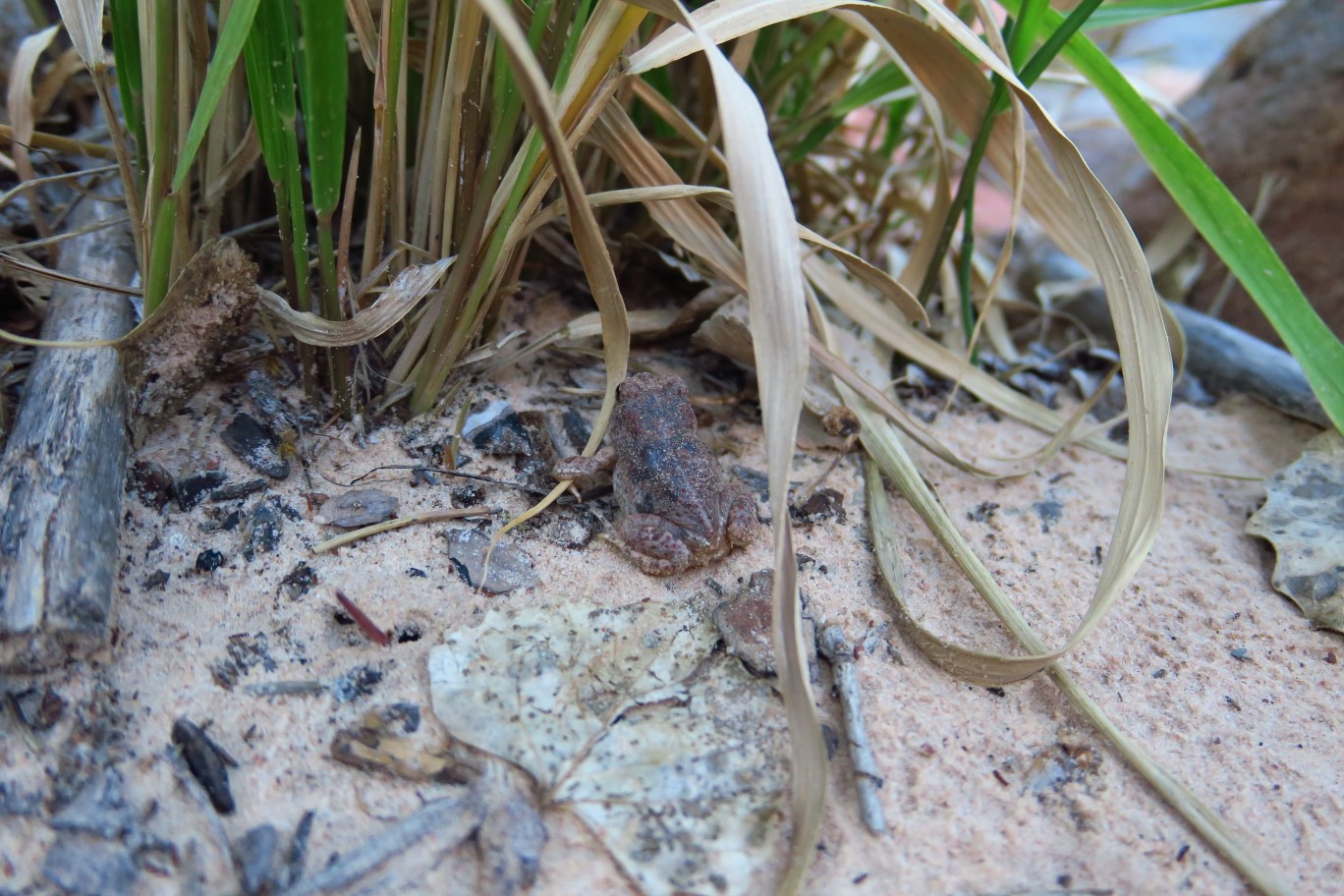 037-red-spotted_toad