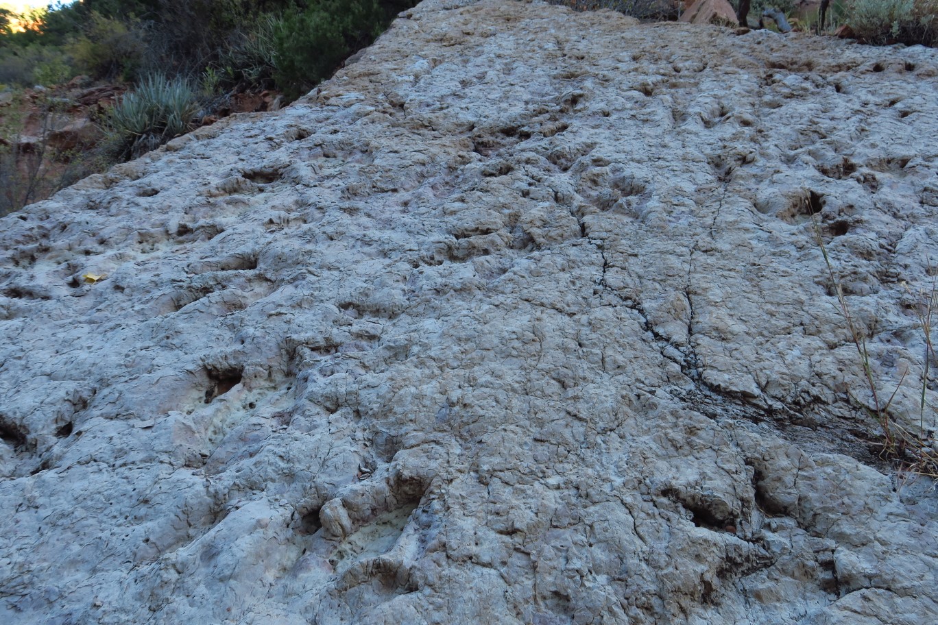 041-dinosaur_tracks_on_the_sandstone