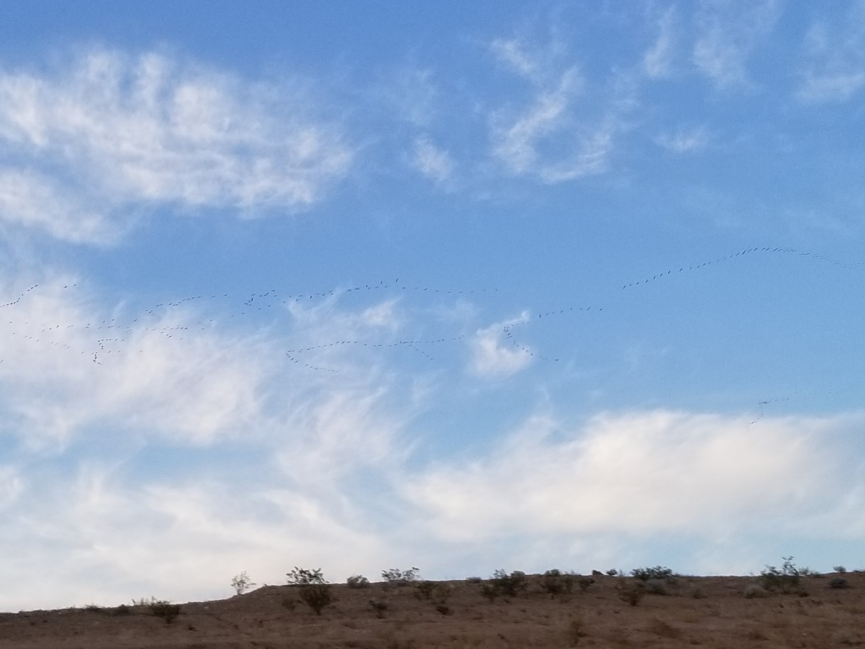 149-group_of_migrating_birds_flying_in_the_sky