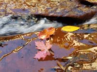 074-fall_leaves_amongst_the_water