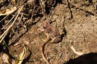 135-another_red-spotted_toad