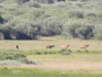 10-many_elk_from_.75_miles_away-possible_grizzlies-best_I_could_do_with_max_zoom_and_no_tripod