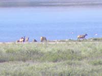 11-elk_along_water_1.25_miles_away-hard_for_me_to_get_clear_photo-possible_to_see_bear_take_down_elk