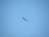 12-osprey_flying_around