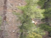 14-osprey_in_flight-best_I_could_get_with_max_zoom
