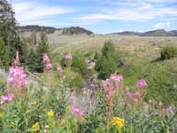 15-pretty_scenery_at_Blacktail_Deer_Creek_with_wildflowes-lots_of_wildflowers_on_trip