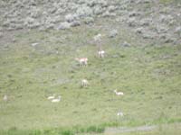16-Pronghorn_about_half_mile_from_road-trip_was_like_a_safari_with_lots_of_animals