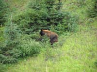 21-saw_several_bears_traveling_along_the_road