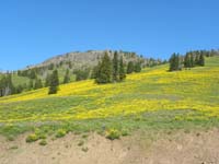 24-beautiful_wildflowes_on_mountain_slope_at_Dunraven_Pass_at_8900_feet_elevation