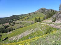 25-lots_of_wildflowes_on_mountain_slope_at_Dunraven_Pass_at_8900_feet_elevation