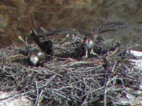 30-max_digital_zoom_causes_blurry_picture-stretching_wings_to_fly_soon-several_nests_in_area
