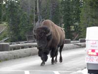 36-even_a_buffalo_on_a_bridge_among_cars