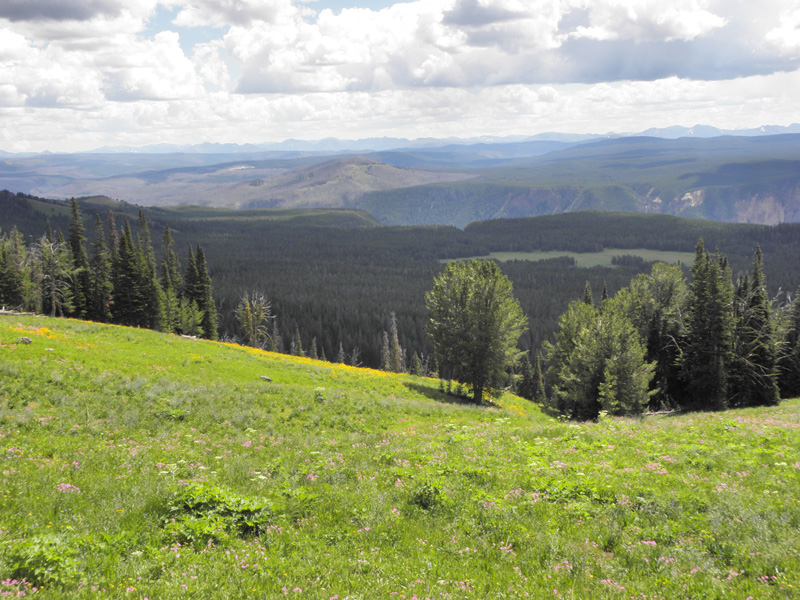 27-near_beginning_of_trail-lots_of_wildflowers_in_meadow