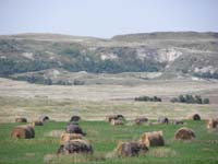 32-I_liked_the_contrastof_forested_area,grass,and_brown_bales_of_hay