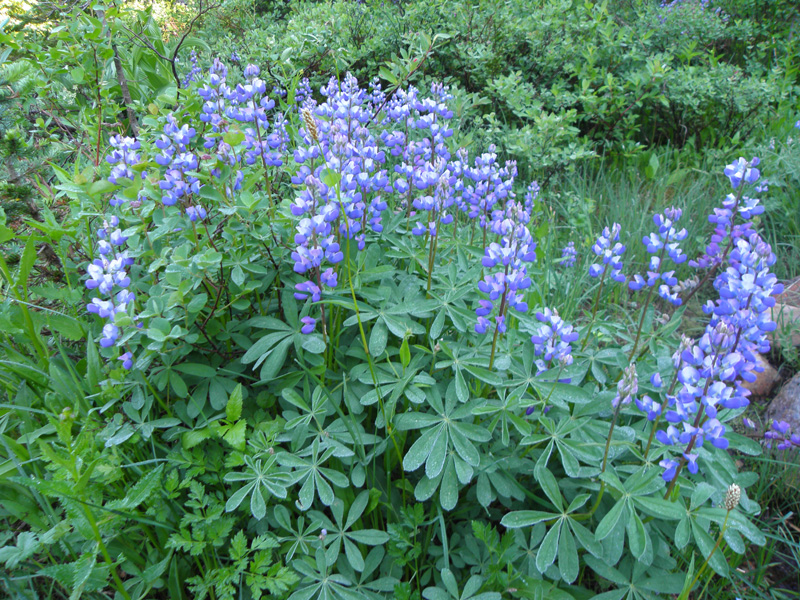16-Lupines