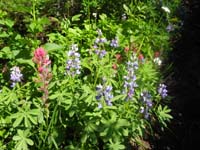 14-pretty_Paintbrush_and_Lupines_along_trail-mosquitoes_an_issue_around_here