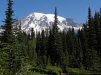 15-pretty_view_of_Mount_Rainer_with_forest_along_trail