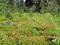 03-amazing_wildflowers_and_forest_growth_along_trail_to_Myrtle_Falls