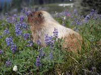 17-marmot_along_trail_eating_wildflowers