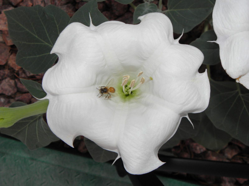 bloom-bee_with_pollen_on_leg