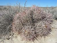 19-Cottontop_Cactus