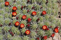 30-blooming_cactus