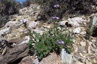 34-don't_know_name_of_flower-bane_of_my_existence-didn't_notice_cactus_to_my_right_when_bending_down_for_picture