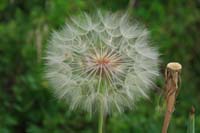 09-zoom_of_dandelion_seeds_ready_to_float_away_with_the_breeze