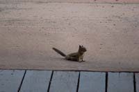 30-squirrel_at_Visitor_Center-now_to_Rim_Rock_Trail_back_to_campground