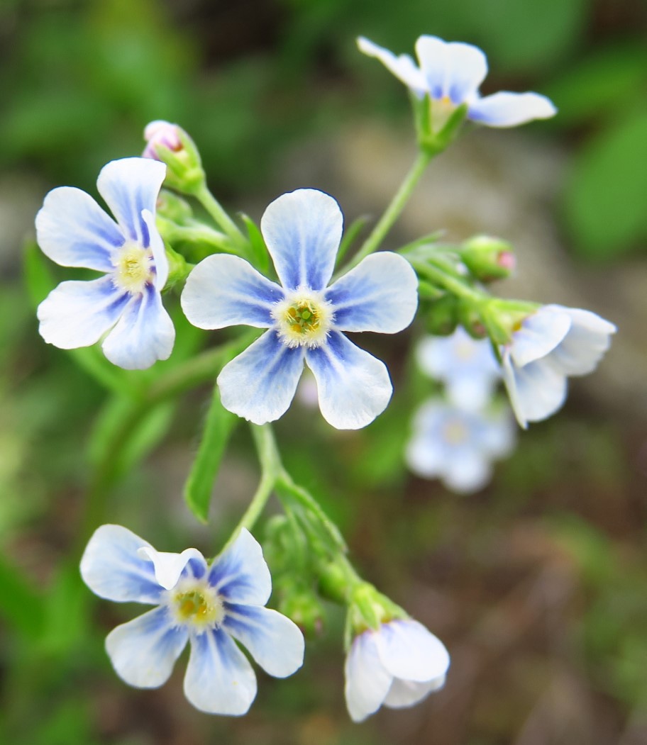 15-Manyflower_Stickseed-Hackelia_Floribunda