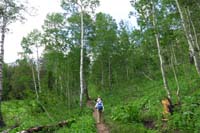 09-aspen_forest-would_be_very_pretty_in_fall