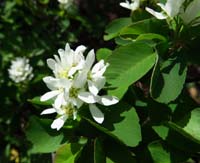 14-Western_Serviceberry-Amelanchier_Alnifolia
