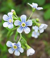 15-Manyflower_Stickseed-Hackelia_Floribunda