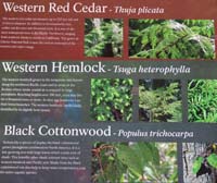02-Interpretive_Sign-Western_Red_Cedar,Western_Hemlock,Black_Cottonwood