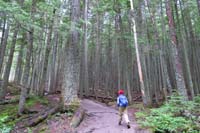 17-Kenny_on_the_trail_with_thick_forest