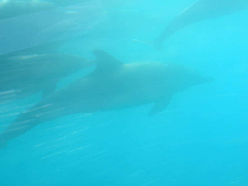 10-boat_has_two_underwater_pods_to_view_dolphins_swimming