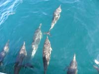 05-hundreds_of_dolphins_are_regularly_seen-they_swim_and_play_with_the_boat-many_times_whales_are_seen-not_today